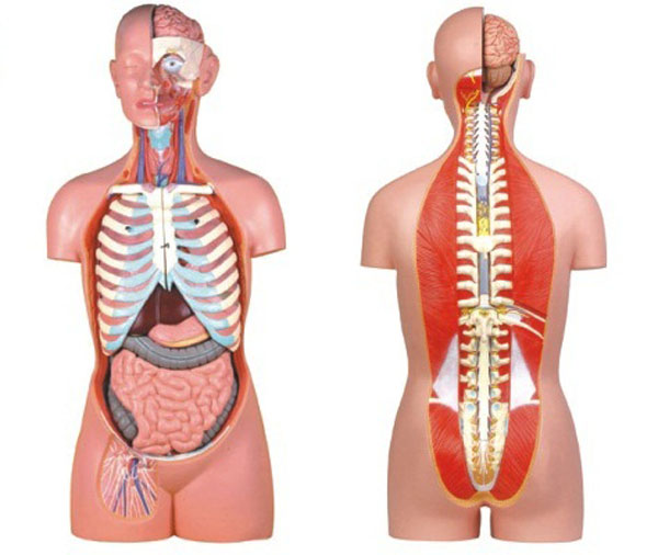 无性人体半身躯干模型（85cm17件）.jpg