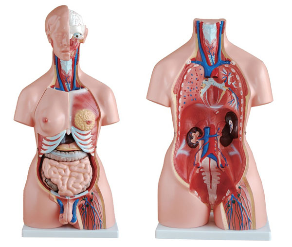 两性人体半身躯干模型（85cm23件）.jpg