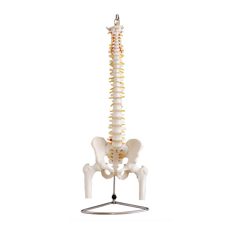 自然大脊椎附骨盆、半腿骨模型.jpg