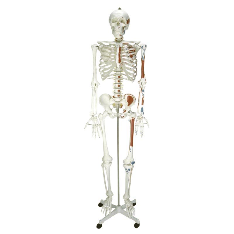 人体骨骼附半边肌肉着色模型170cm.jpg