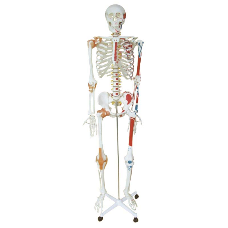人体骨骼半边肌肉着色半边附韧带模型.jpg