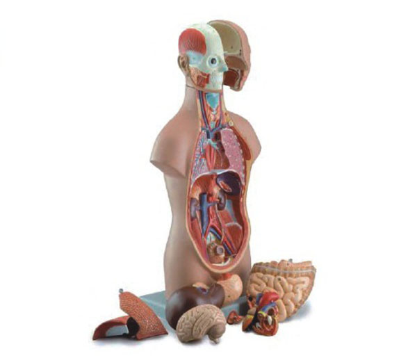 无性人体半身躯干模型（50cm12件）.jpg