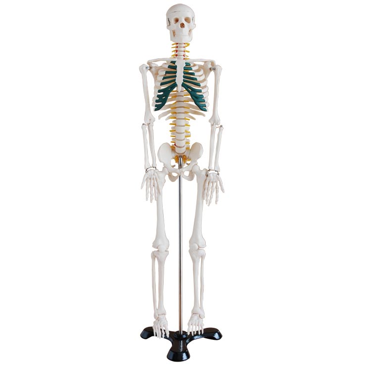 人体骨骼带神经模型85cm.jpg