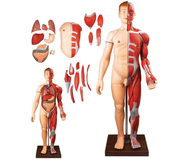 人体全身肌肉解剖附内脏模型.jpg