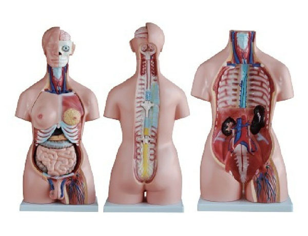 两性人体半身躯干模型（85cm40件）.jpg
