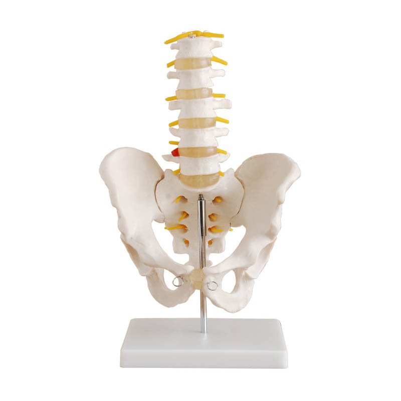 骨盆带五节腰椎模型（自然大）.jpg