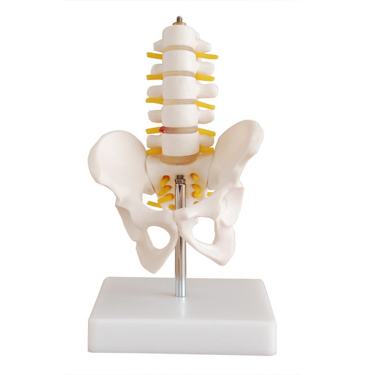 小型骨盆带五节腰椎模型.jpg