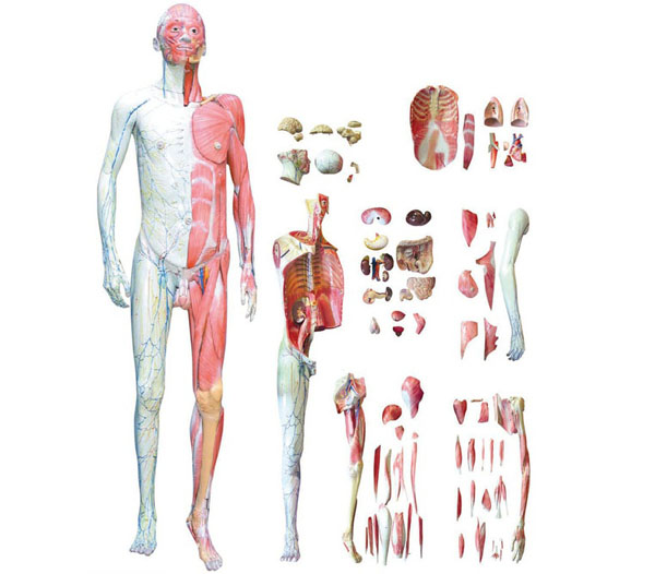 人体全身层次解剖附内脏模型.jpg