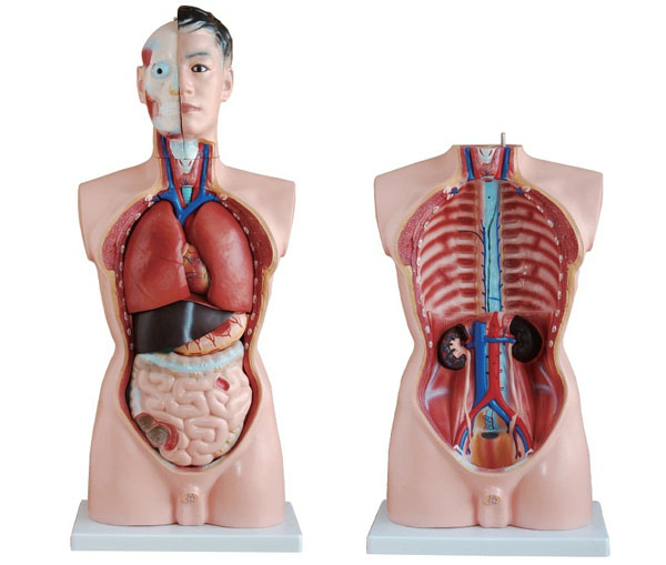 男性人体半身躯干模型（85cm19件）.jpg
