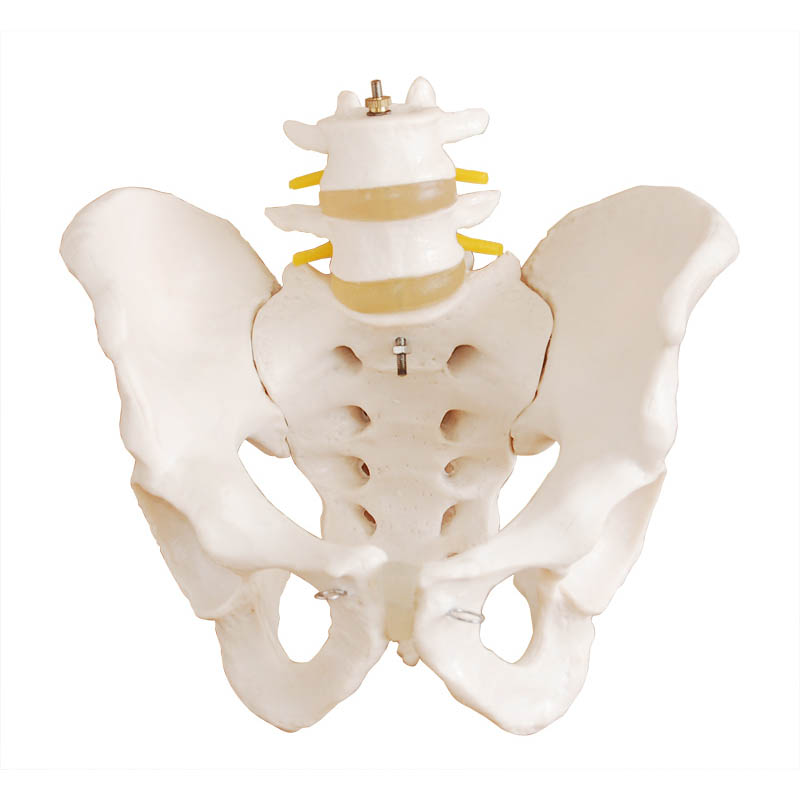 骨盆带二节腰椎模型(自然大).jpg