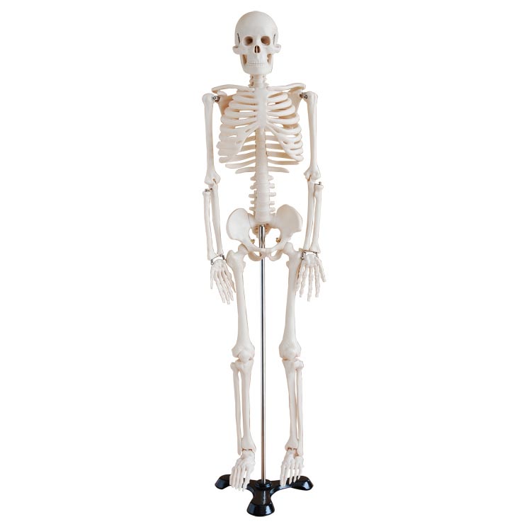 人体骨骼模型85cm.jpg
