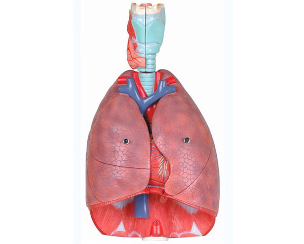 喉、心、肺模型.jpg