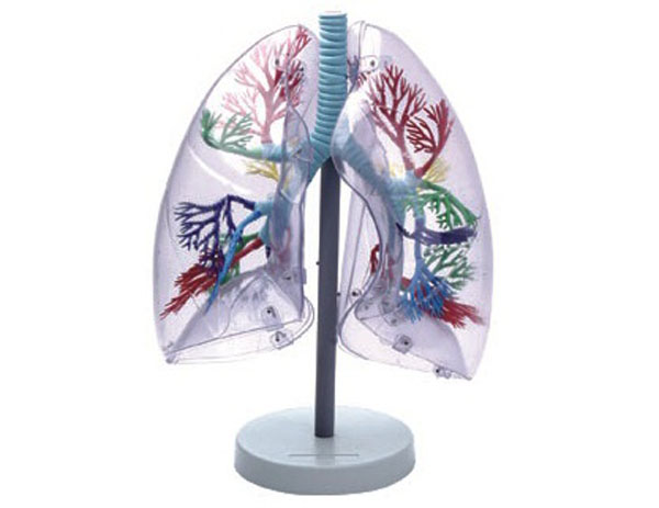 透明肺段模型.jpg