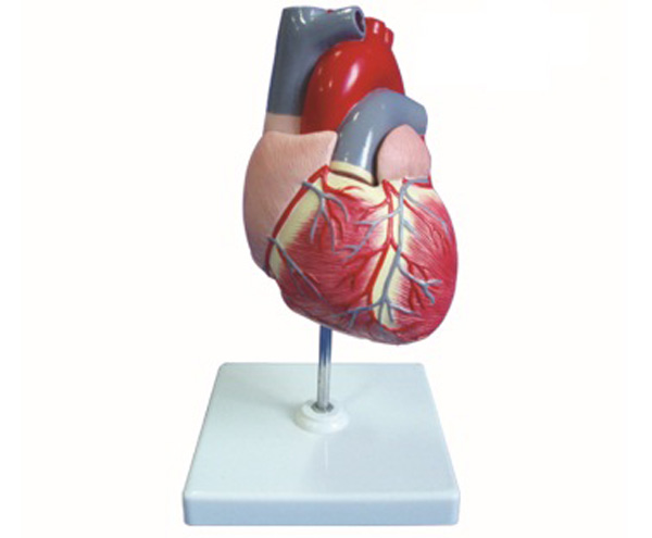 儿童心脏解剖放大模型.jpg