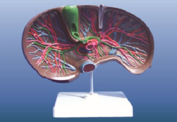 肝、胆囊放大模型.jpg