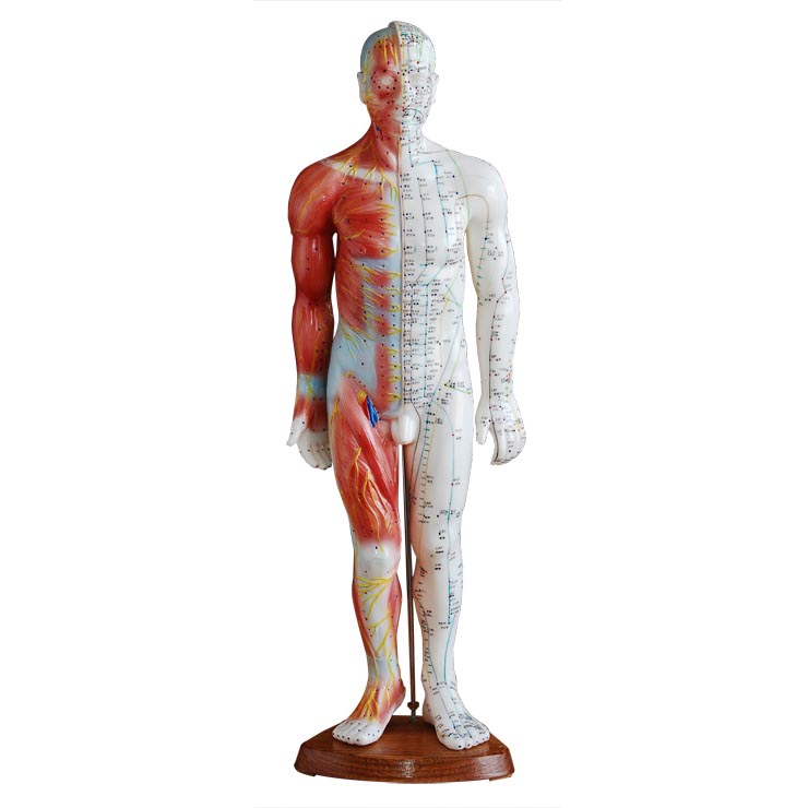 55CM男性针灸模型带肌肉解剖.jpg