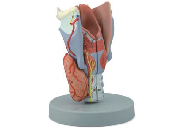 喉模型.jpg