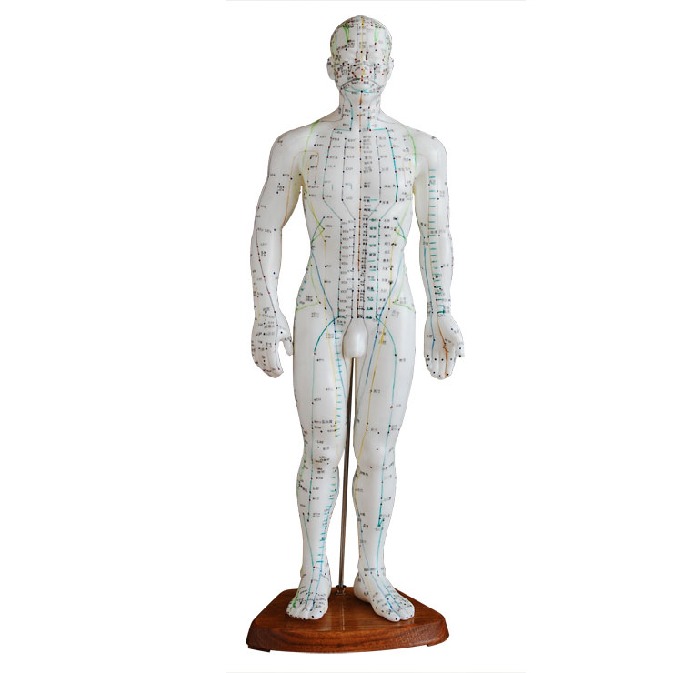 50CM 人体针灸模型（男性）.jpg