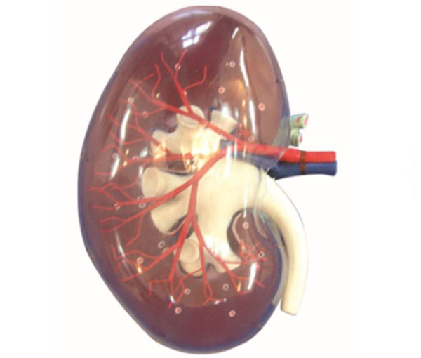 透明肾脏模型.jpg