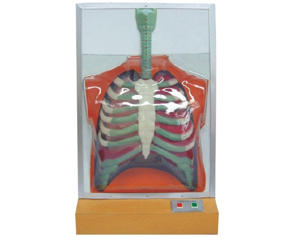电动人体呼吸系统模型.jpg