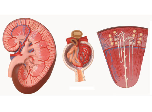 肾与肾单位、肾小球放大模型.jpg