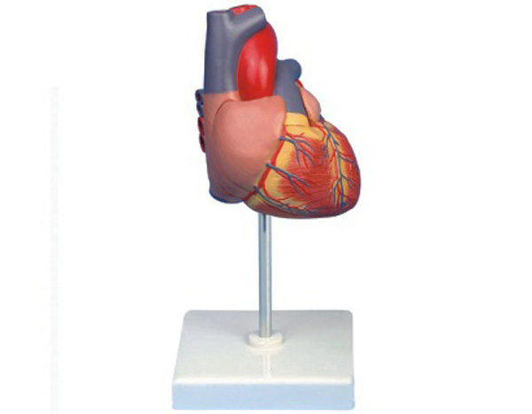 心脏解剖模型.jpg