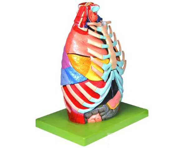 胸腔解剖模型.jpg