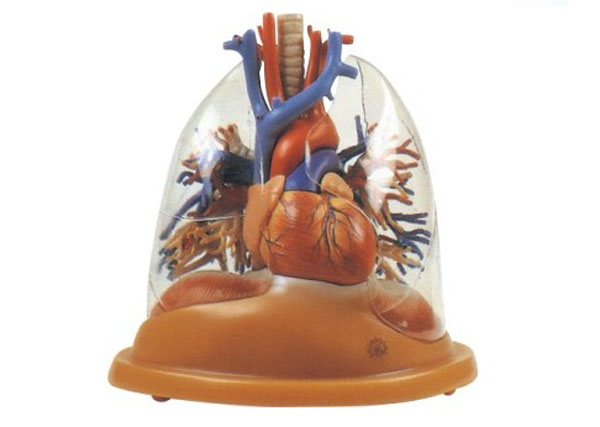 心脏与透明肺、气管、支气管树模型.jpg