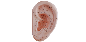 耳针灸模型40CM.png