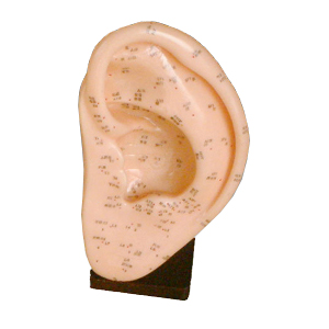 22cm 耳针灸模型.jpg