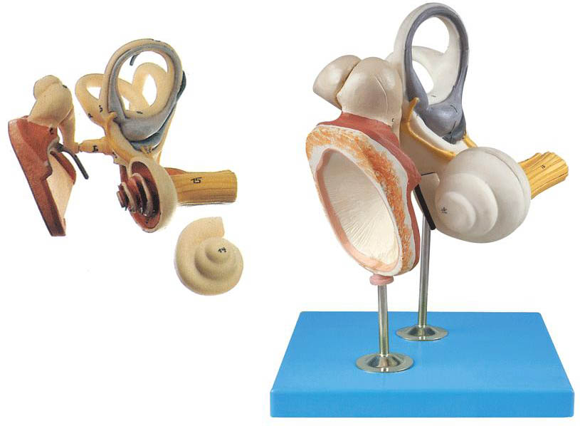 内耳、听小骨及鼓膜放大模型.jpg