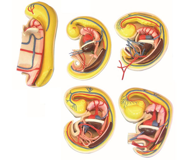 消化、呼吸、泌尿生殖、体腔的发生解剖示教模型.jpg
