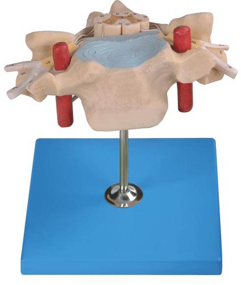 颈椎附脊髓和脊神经放大模型.jpg