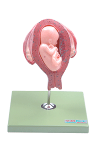 五个月胎儿模型.gif