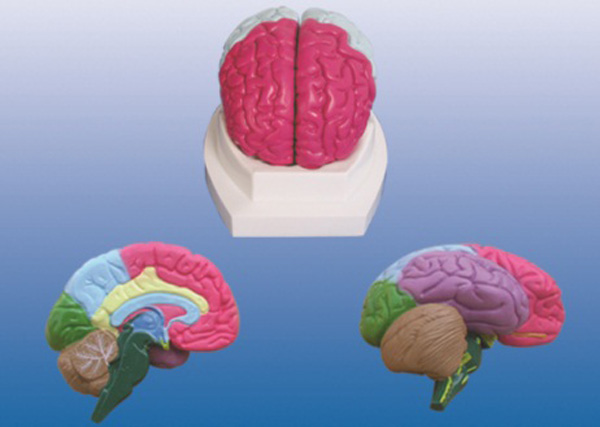 大脑分叶模型.jpg