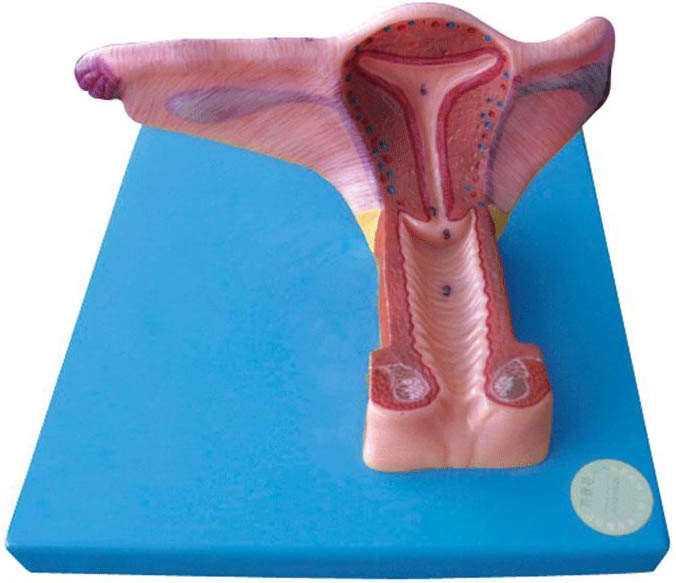 女性内生殖器官模型.jpg