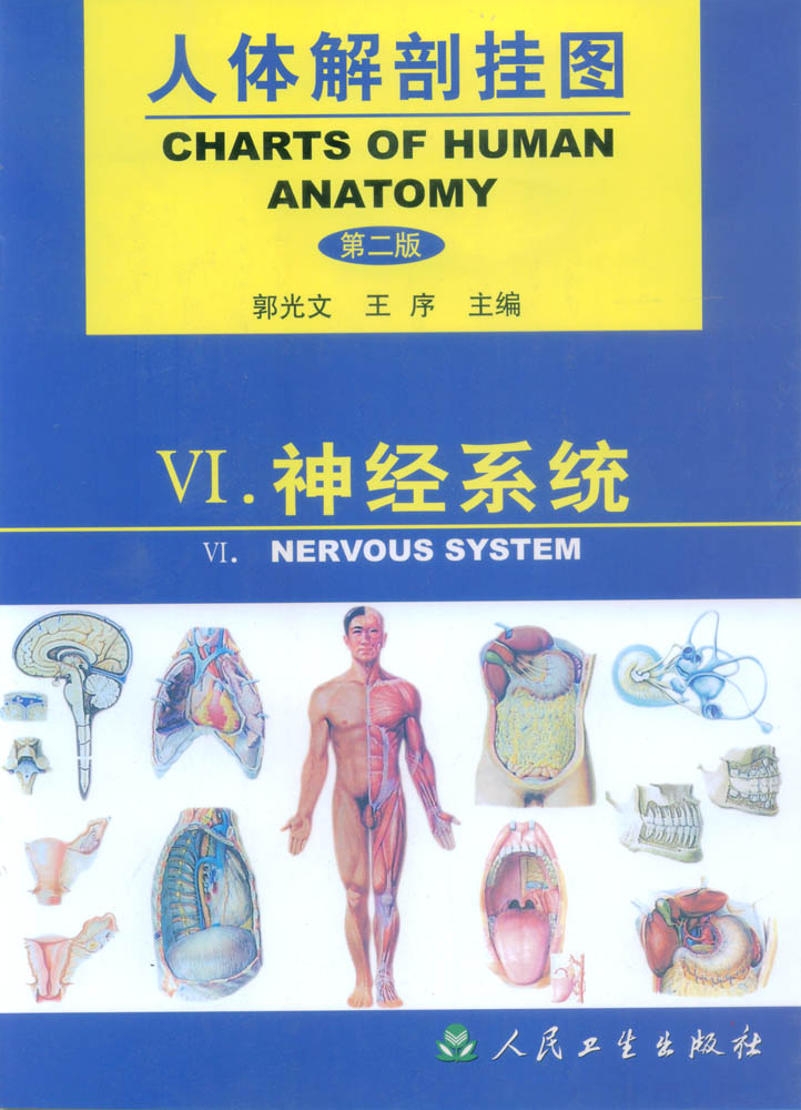 人体解剖挂图-神经系统.jpg