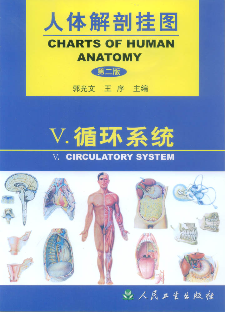 人体解剖挂图-循环系统.jpg