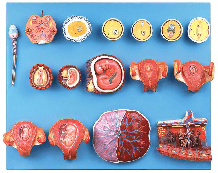 受精与早期胚胎发育过程模型.jpg