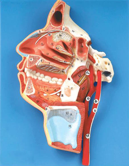 口、鼻、咽、喉内侧面血管神经模型.jpg