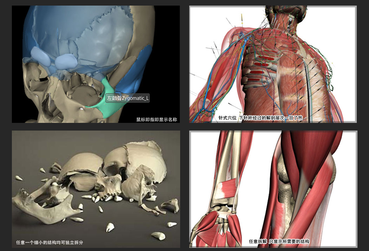 人体解剖软件图2.png