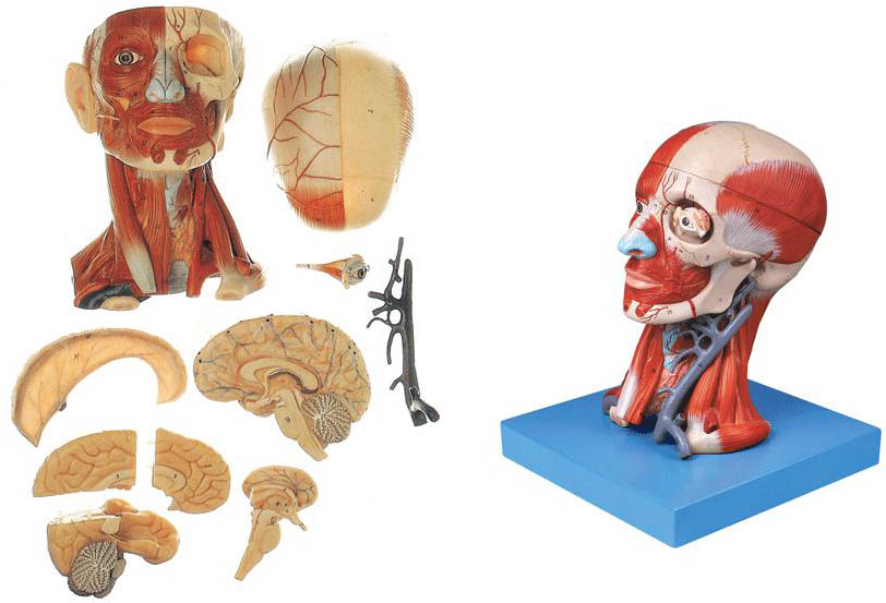 头颈部肌肉、血管附脑模型.jpg