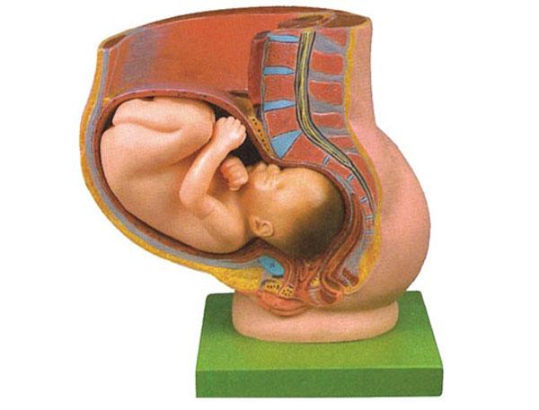 骨盆含妊娠九个月胎儿程模型.jpg