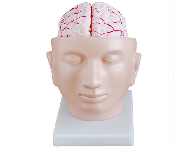 头部附脑动脉模型.jpg