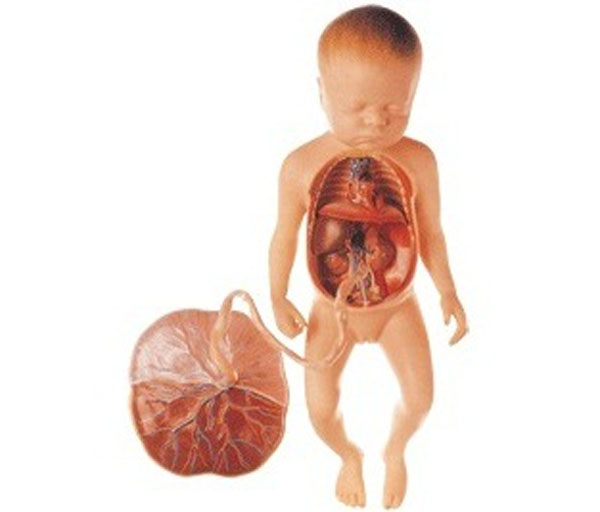 胎儿血液循环模型.jpg