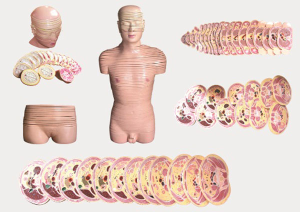 人体男女性头颈部横断断层解剖模型.jpg