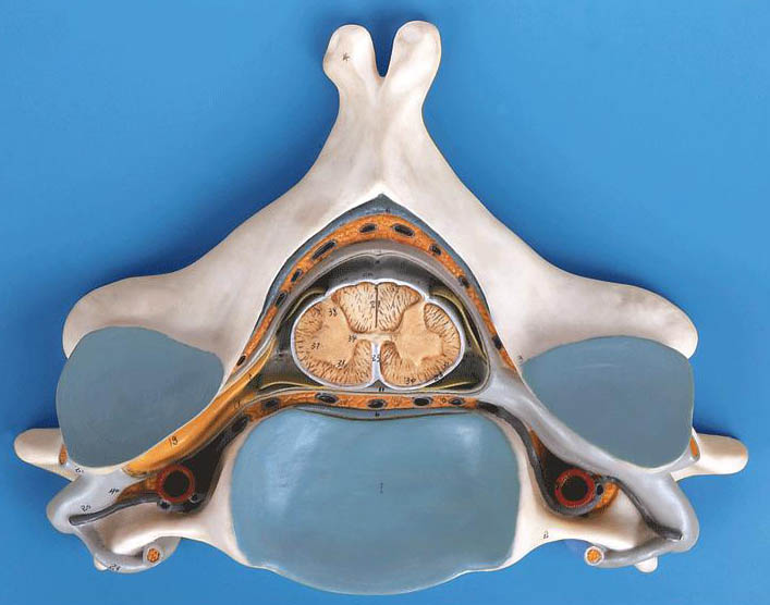 第五颈椎附脊髓和脊神经放大模型.jpg