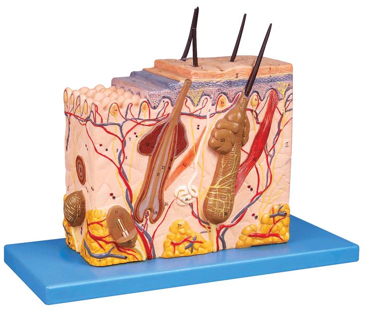 皮肤组织结构放大模型.jpg