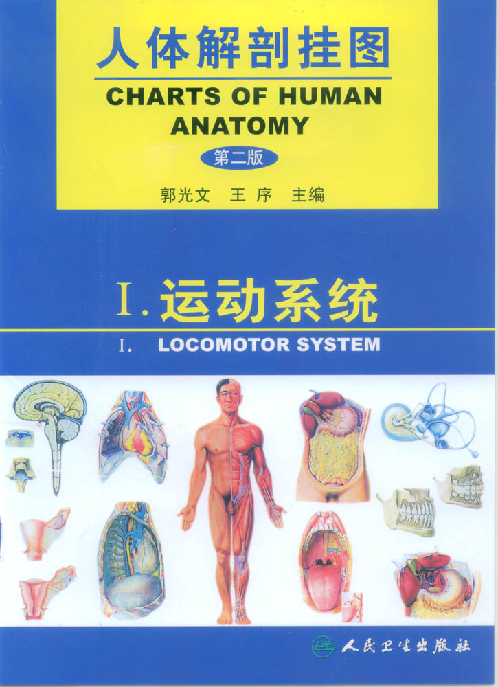 人体解剖挂图-运动系统.jpg