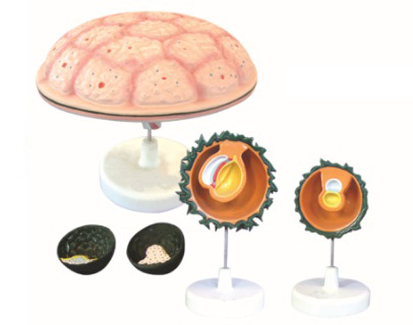 胎儿附属物模型.jpg